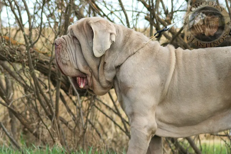 Napoliten Mastiff fotoğraf 10