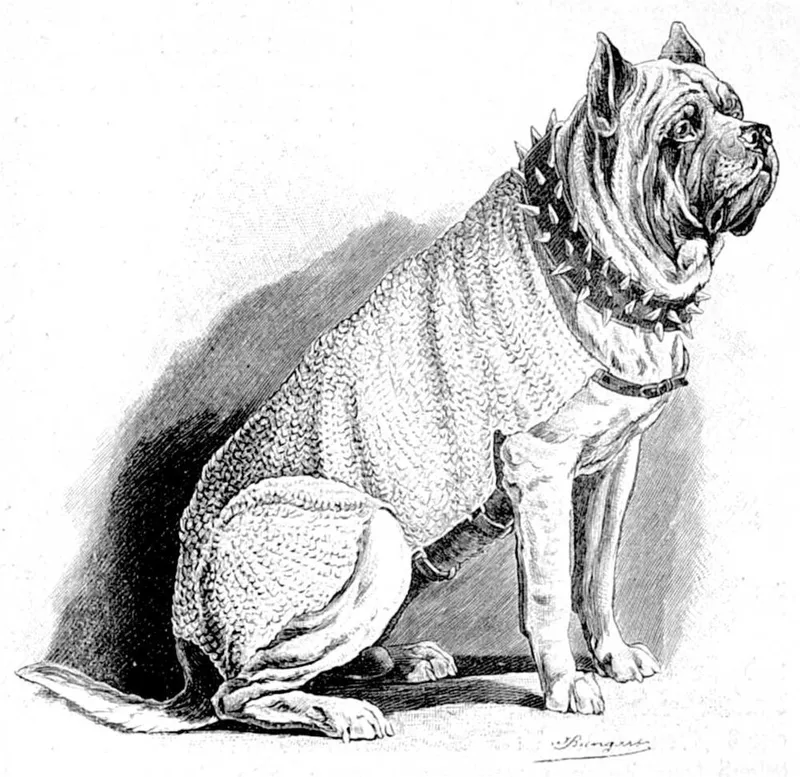 Napoliten Mastiff fotoğraf 11