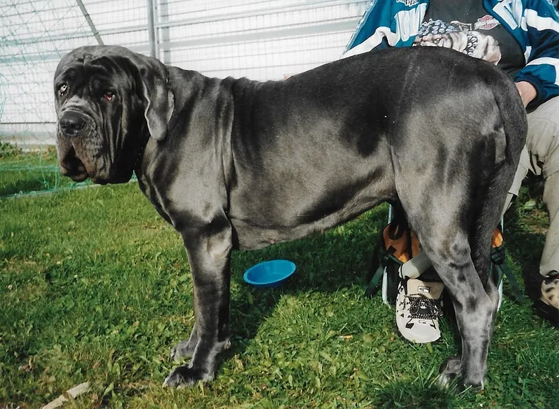 Napoliten Mastiff fotoğraf 12