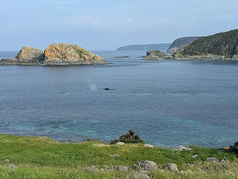 Newfoundland fotoğraf 5