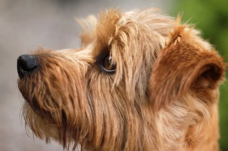 Norfolk Terrier fotoğraf 1