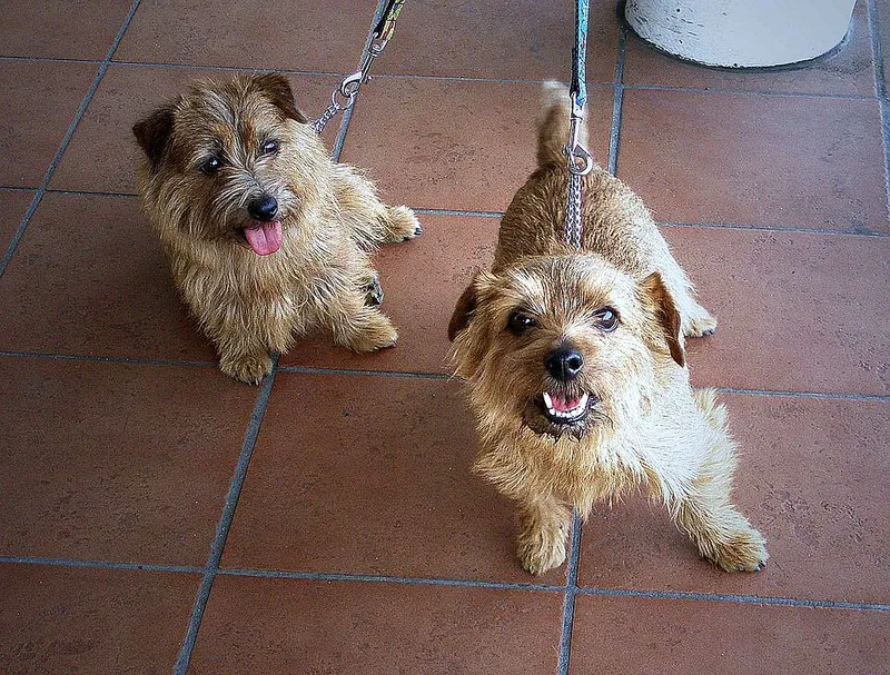 Norfolk Terrier fotoğraf 2