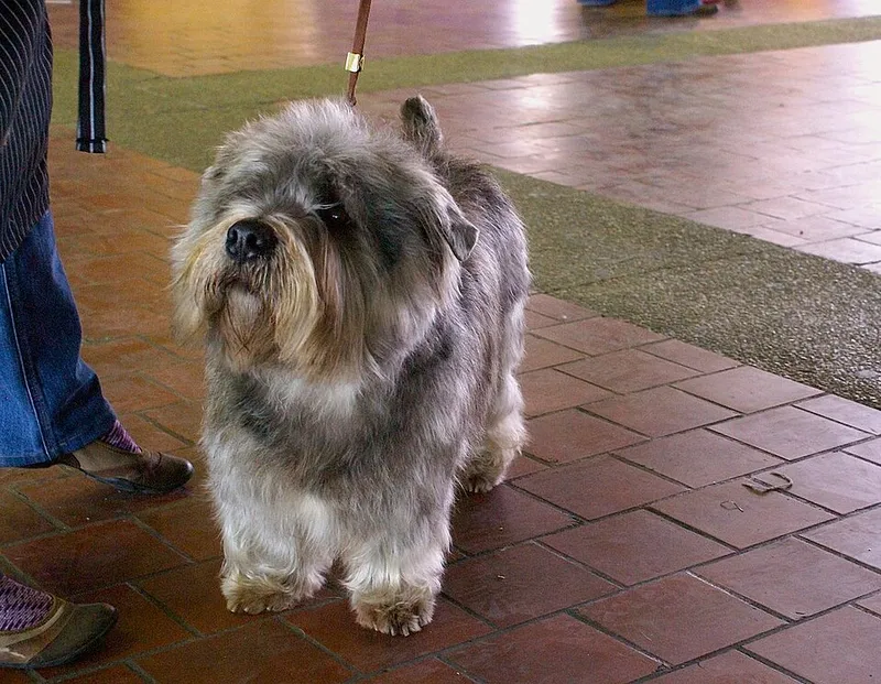 Norfolk Terrier fotoğraf 3