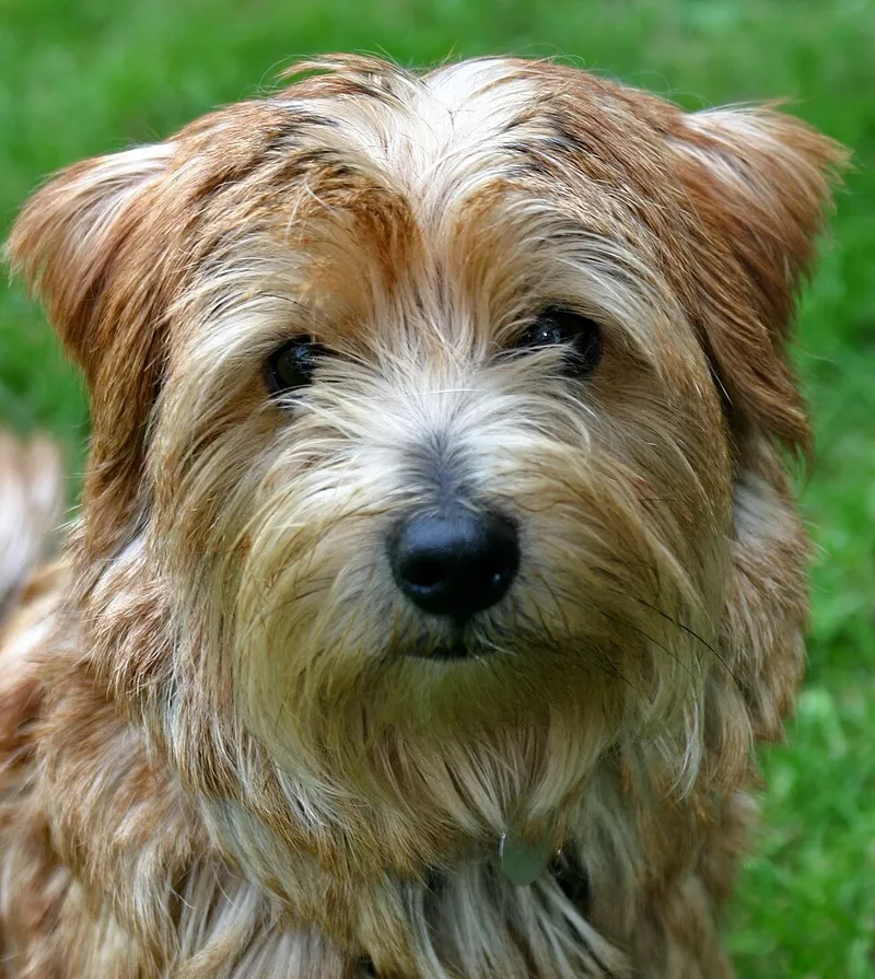 Norfolk Terrier fotoğraf 4