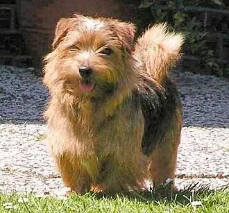 Norfolk Terrier fotoğraf 5