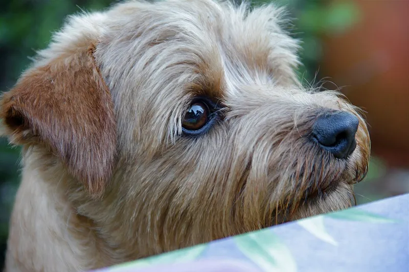 Norfolk Terrier fotoğraf 6