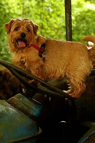 Norfolk Terrier fotoğraf 7