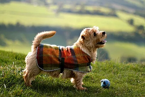 Norfolk Terrier fotoğraf 8