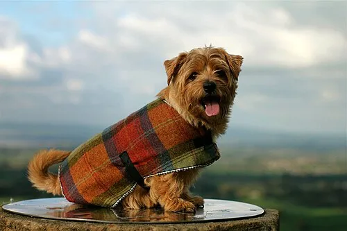 Norfolk Terrier fotoğraf 9