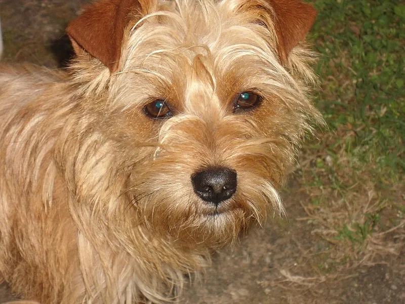 Norfolk Terrier fotoğraf 10