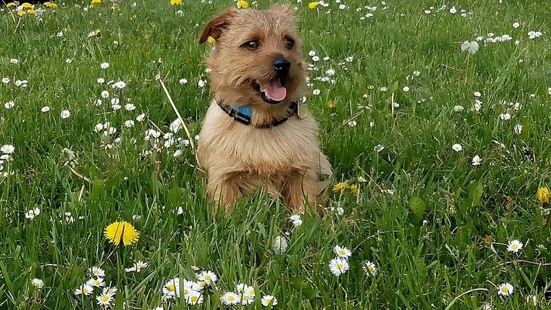 Norfolk Terrier fotoğraf 11
