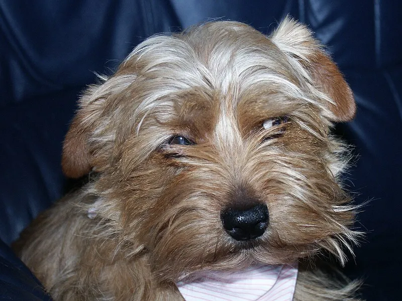 Norfolk Terrier fotoğraf 12