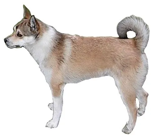 Norveç Lundehund fotoğraf 1