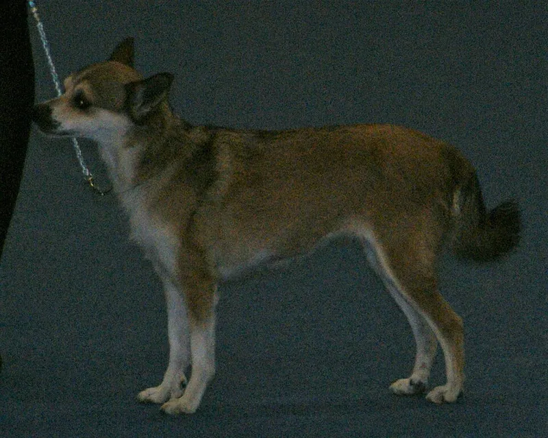 Norveç Lundehund fotoğraf 2