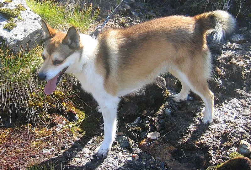Norveç Lundehund fotoğraf 4