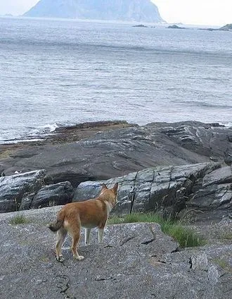 Norveç Lundehund fotoğraf 5