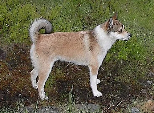 Norveç Lundehund fotoğraf 6