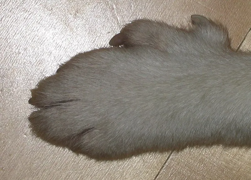 Norveç Lundehund fotoğraf 7