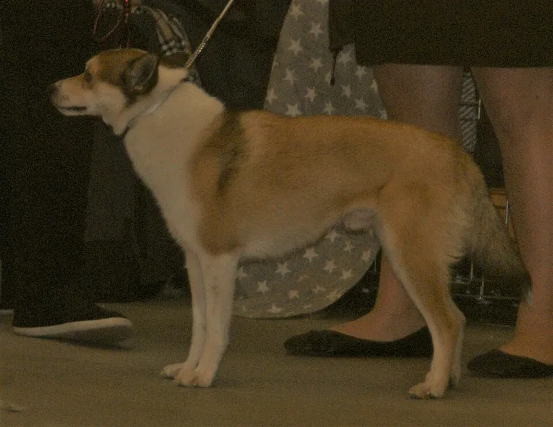 Norveç Lundehund fotoğraf 8