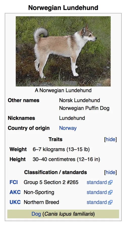 Norveç Lundehund fotoğraf 9