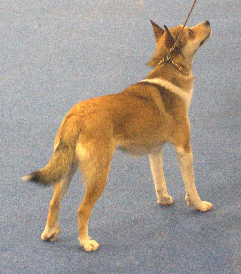 Norveç Lundehund fotoğraf 10