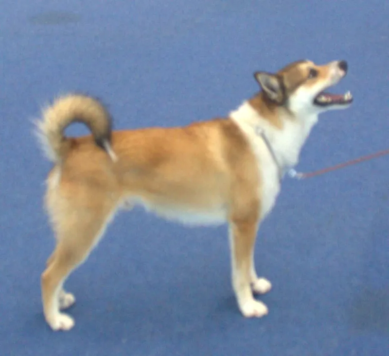 Norveç Lundehund fotoğraf 11