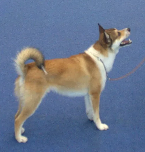 Norveç Lundehund fotoğraf 12