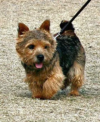 Norwich Terrier fotoğraf 1