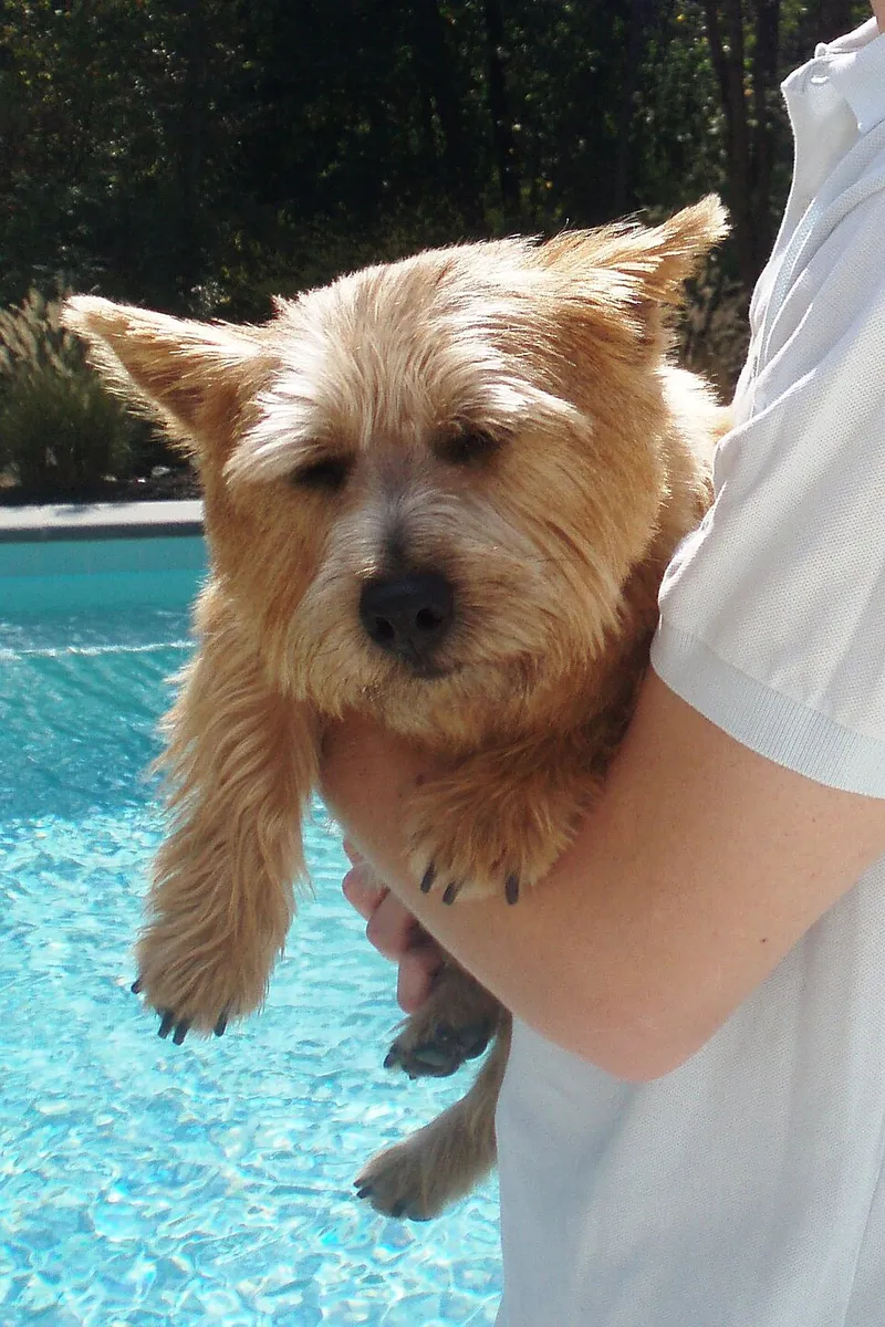 Norwich Terrier fotoğraf 2