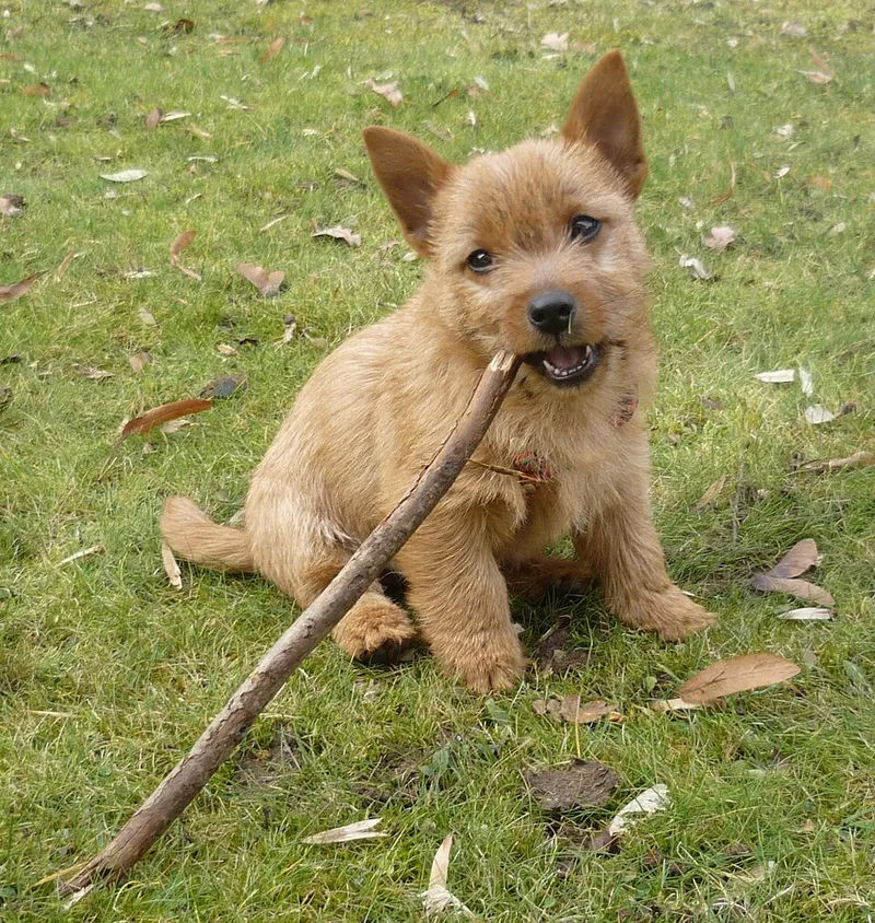 Norwich Terrier fotoğraf 3