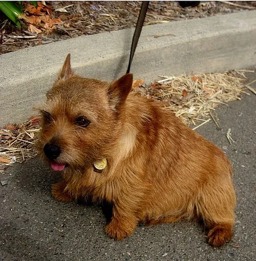 Norwich Terrier fotoğraf 4