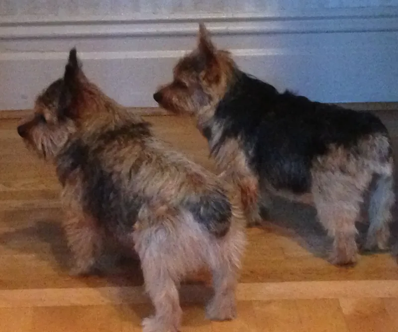 Norwich Terrier fotoğraf 5