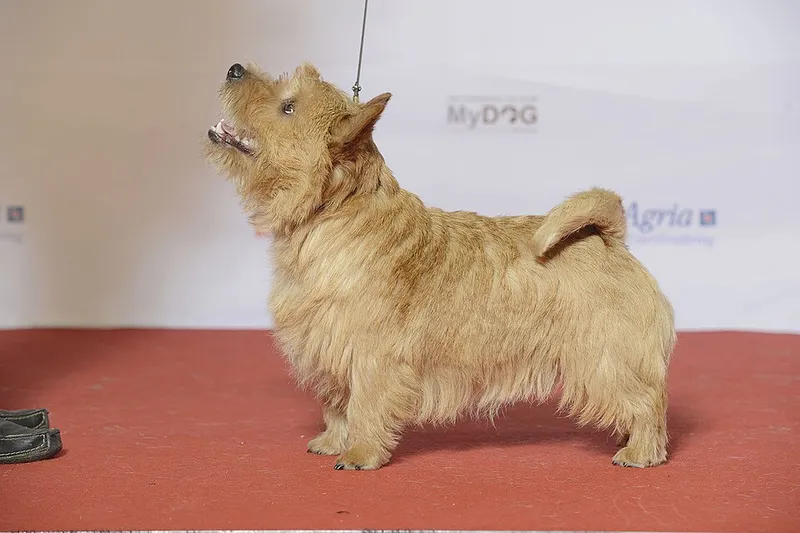 Norwich Terrier fotoğraf 6