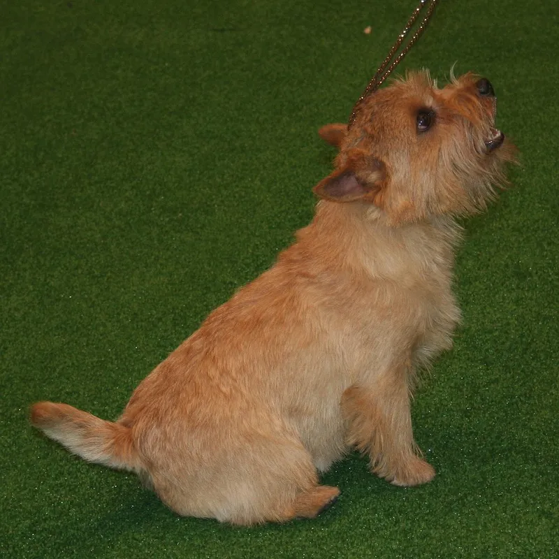 Norwich Terrier fotoğraf 7