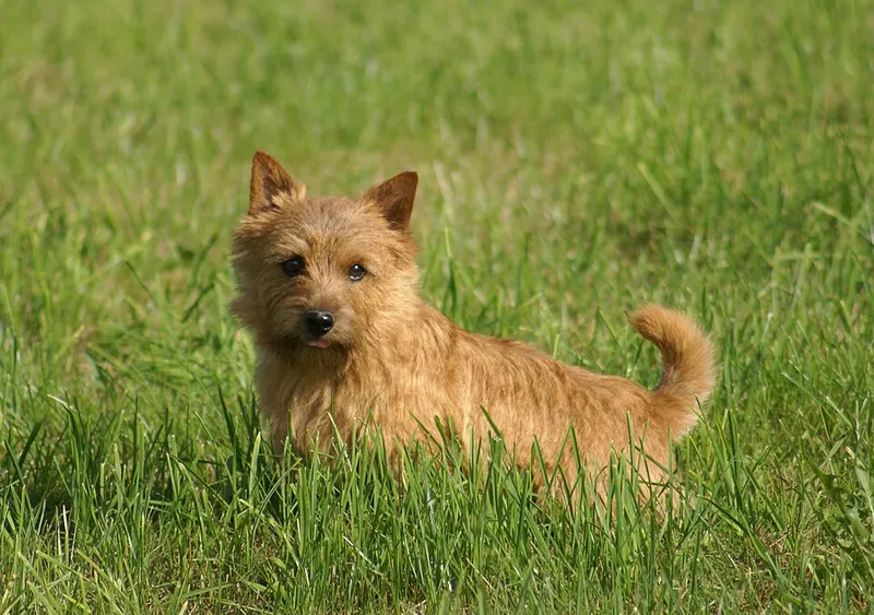 Norwich Terrier fotoğraf 8