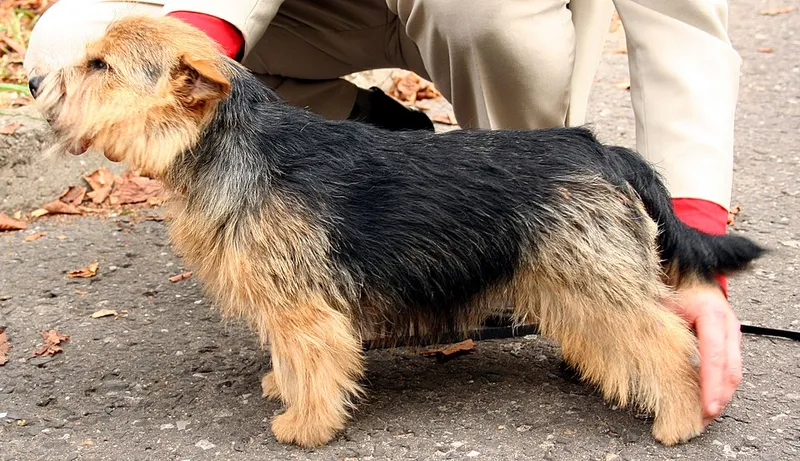 Norwich Terrier fotoğraf 9