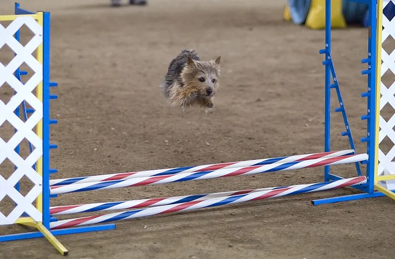 Norwich Terrier fotoğraf 10