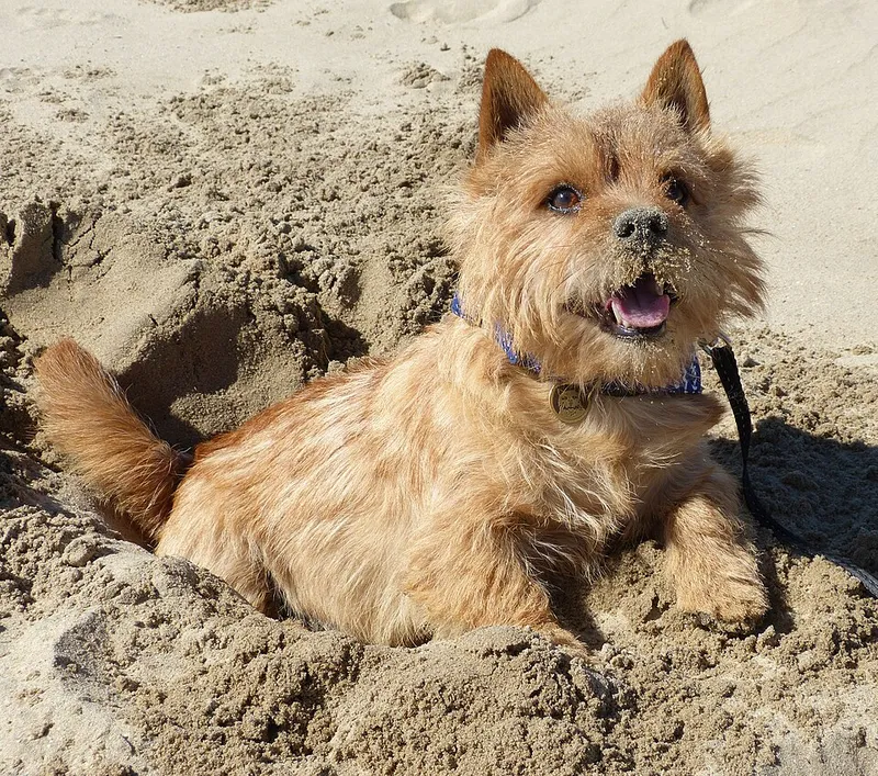 Norwich Terrier fotoğraf 11
