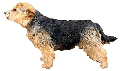 Norwich Terrier fotoğraf 12