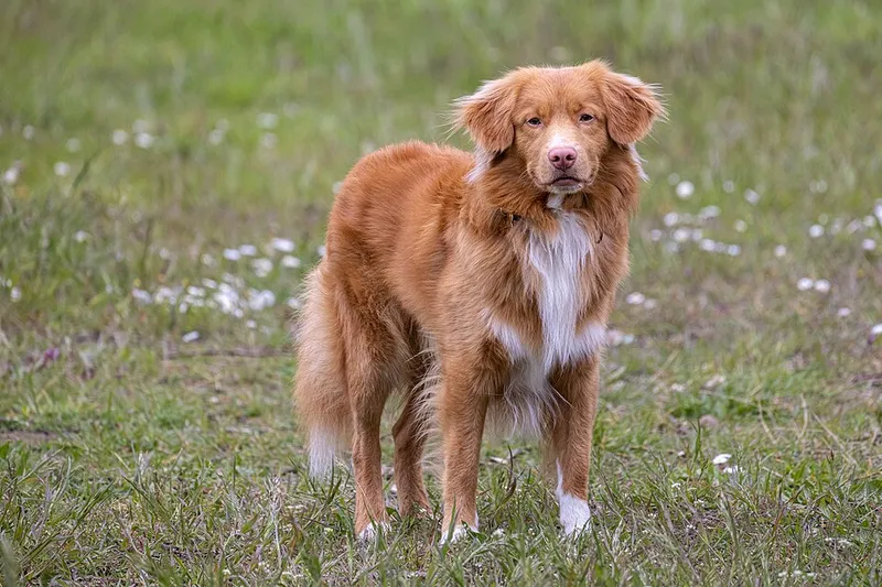 Nova Scotia Duck Tolling Retriever fotoğraf 2