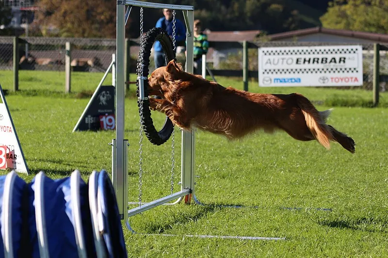 Nova Scotia Duck Tolling Retriever fotoğraf 3