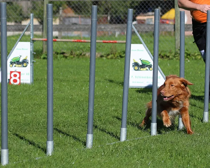 Nova Scotia Duck Tolling Retriever fotoğraf 4