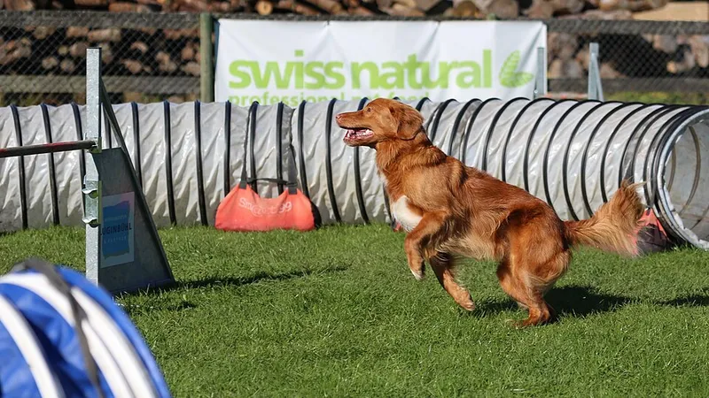 Nova Scotia Duck Tolling Retriever fotoğraf 5
