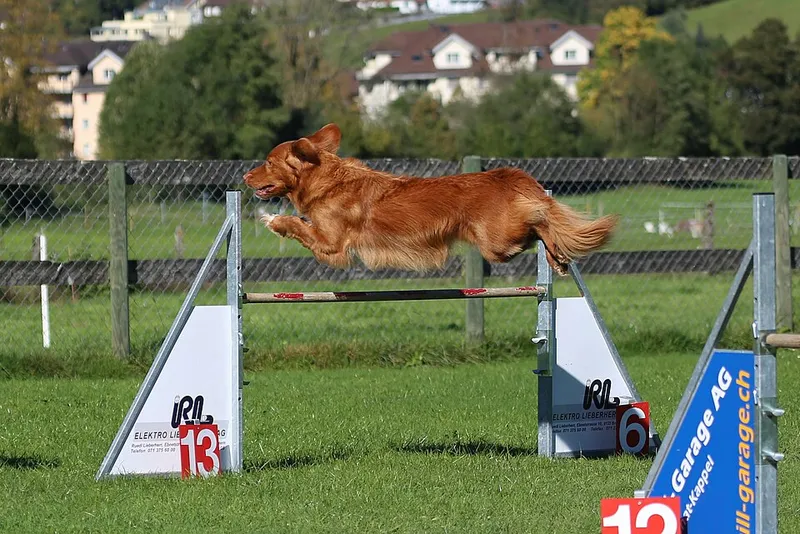 Nova Scotia Duck Tolling Retriever fotoğraf 6