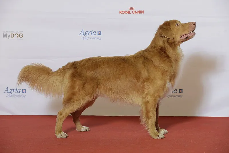 Nova Scotia Duck Tolling Retriever fotoğraf 7