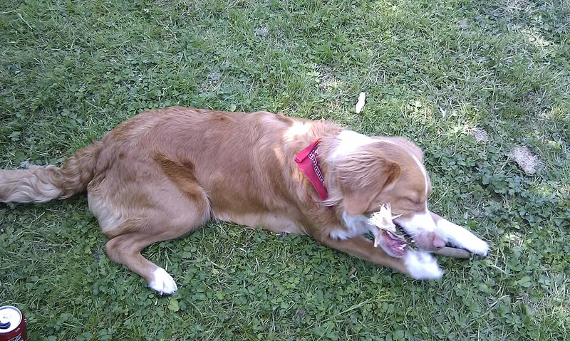 Nova Scotia Duck Tolling Retriever fotoğraf 8