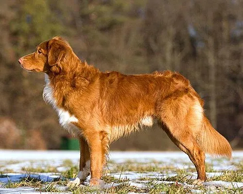 Nova Scotia Duck Tolling Retriever fotoğraf 9