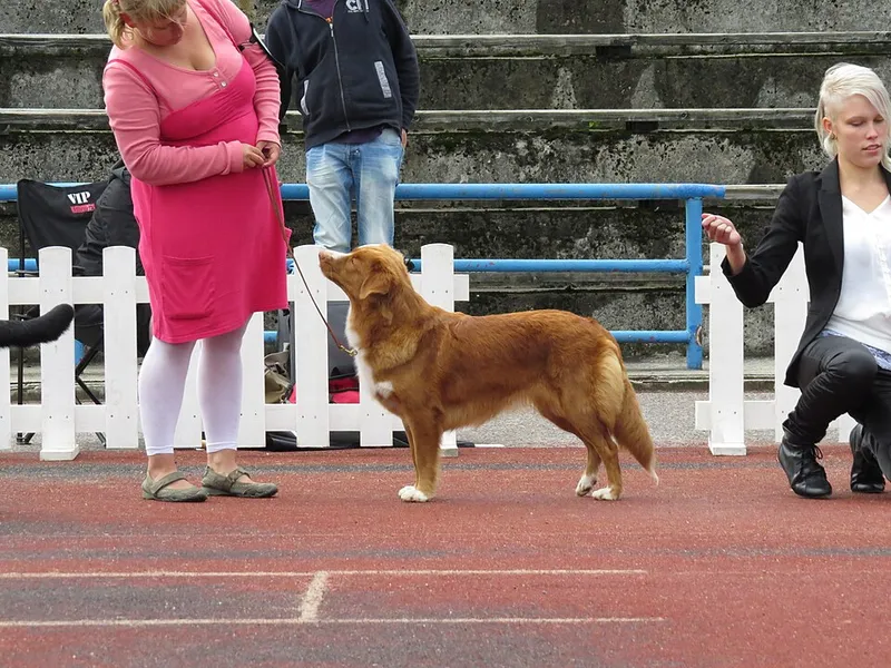 Nova Scotia Duck Tolling Retriever fotoğraf 10