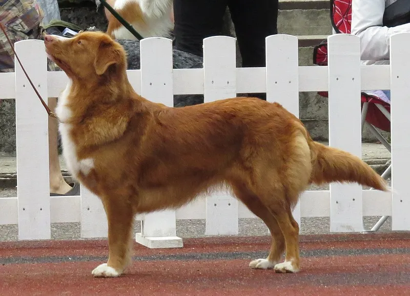 Nova Scotia Duck Tolling Retriever fotoğraf 11