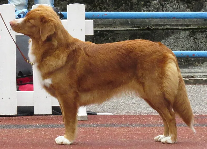 Nova Scotia Duck Tolling Retriever fotoğraf 12